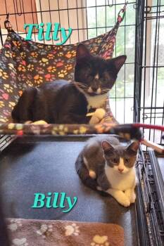 Billy -  Domestic Short Hair Cat for Adoption in Bowie, Maryland - Billy | PetCurious