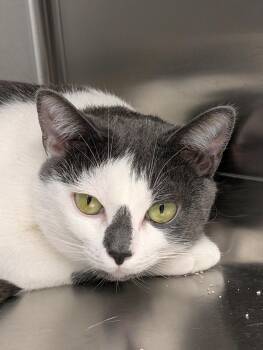 Domestic Short Hair Cats Available for Adoption - Jewel | PetCurious