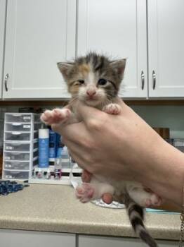 Rescue Domestic Short Hair Cats for Adoption in Columbus, Indiana - Abri | PetCurious