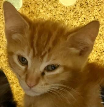 Rescue Domestic Medium Hair Cats for Adoption in Thousand Palms, California - A1863059 | PetCurious