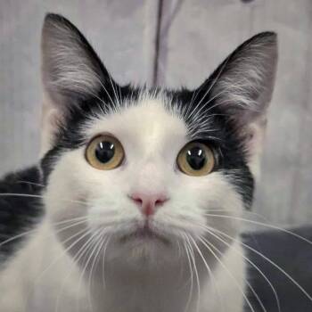 Rescue Tuxedo and Domestic Medium Hair Cats for Adoption in Huntley, Illinois - Taffy | PetCurious