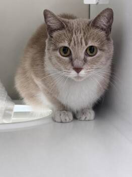 Beth -  Domestic Short Hair Cat for Adoption in Saint Paul, Minnesota - Beth | PetCurious
