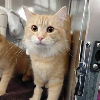 Domestic Medium Hair Cats Available for Adoption - PEACH | PetCurious
