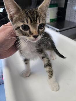 Poseidon -  Domestic Short Hair Cat for Adoption in Salt Lake City, Utah - Poseidon | PetCurious