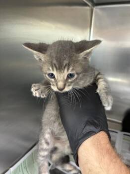A253717 -  Domestic Short Hair Cat Available for Adoption in Visalia, California - A253717 | PetCurious