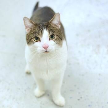 Pastrami -  Domestic Short Hair Cat for Adoption in Belleville, Illinois - Pastrami | PetCurious