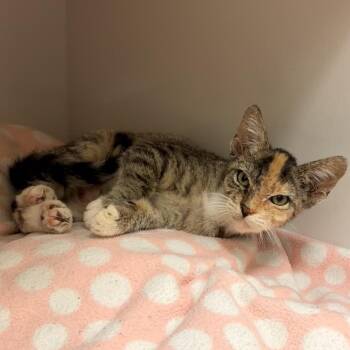 Jelly -  Domestic Short Hair Cat for Adoption in Redwood City, California - Jelly | PetCurious