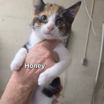 Honey Bee -  Domestic Short Hair Cat for Adoption in Madison, Wisconsin - Honey Bee | PetCurious
