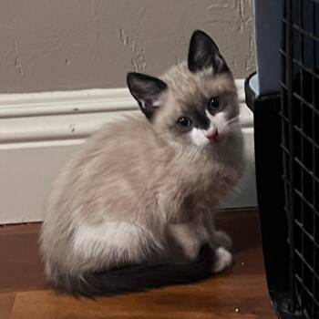 Dusty Bottoms -  Domestic Short Hair Cat for Adoption in Garden Grove, California - Dusty Bottoms | PetCurious