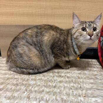 Domestic Short Hair Cats Available for Adoption - Genesis | PetCurious