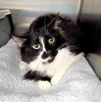 Tuxedo Cats Available for Adoption in Henderson, Nevada - STAR | PetCurious