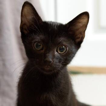 Georgie -  Domestic Short Hair Cat for Adoption in Huntsville, Alabama - Georgie | PetCurious
