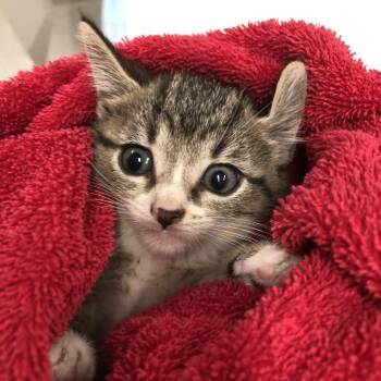 Marble/OPAC6924 -  Domestic Short Hair Cat for Adoption in Oak Park, Illinois - Marble/OPAC6924 | PetCurious