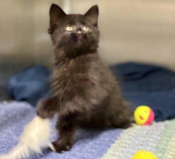 Obsidian -  Domestic Long Hair Cat for Adoption in Sandusky, Michigan - Obsidian | PetCurious