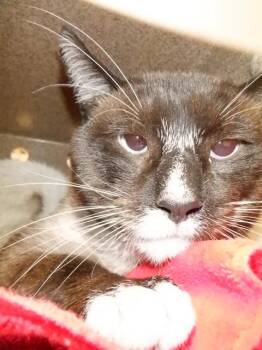 A1412062 -  Domestic Short Hair Cat for Adoption in San Jose, California - A1412062 | PetCurious