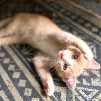 Sky Blue 7 -  Domestic Short Hair Cat for Adoption in Austin, Texas - Sky Blue 7 | PetCurious