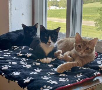 Domestic Short Hair and Tuxedo Cats Available for Adoption in Lacon, Illinois - Gherkin | PetCurious