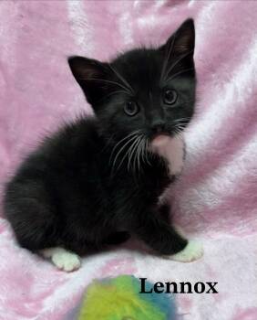 Lennox -  Tuxedo and Domestic Short Hair Cat for Adoption in Buford, Georgia - Lennox | PetCurious
