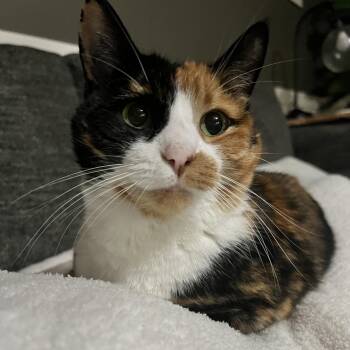 Kitty -  Domestic Short Hair Cat for Adoption in Walker, Michigan - Kitty | PetCurious
