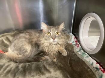 Shadow -  Domestic Long Hair Cat for Adoption in Grants Pass, Oregon - Shadow | PetCurious