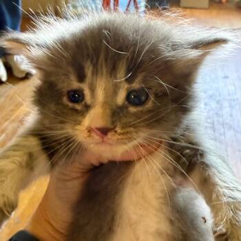 Domestic Long Hair Cats Available for Adoption in Bentonville, Arkansas - Trey | PetCurious