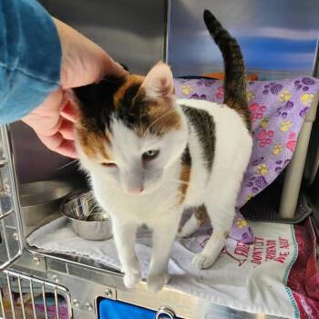 Cali Cat -  Domestic Short Hair Cat for Adoption in Walker, Michigan - Cali Cat | PetCurious
