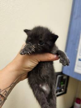 Rescue Domestic Short Hair Cats for Adoption in Disputanta, Virginia - Grandmother | PetCurious