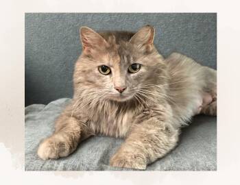 Maia -  Domestic Long Hair Cat for Adoption in Charlotte, North Carolina - Maia | PetCurious