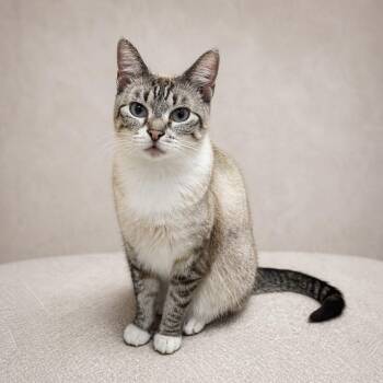 Siamese Cats Available for Adoption in Miami, Florida - Zuri  | PetCurious