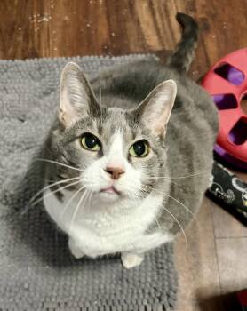 Sunny Dee -  Domestic Short Hair Cat for Adoption in St. Peters, Missouri - Sunny Dee | PetCurious