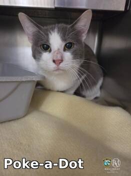 Poke-a-Dot -  Domestic Short Hair Cat Available for Adoption in Rocky Mount, North Carolina - Poke-a-Dot | PetCurious