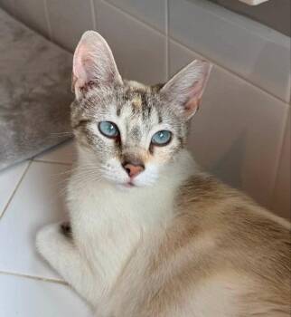 Miss Marshmallow -  Siamese Cat for Adoption in Knoxville, Tennessee - Miss Marshmallow | PetCurious