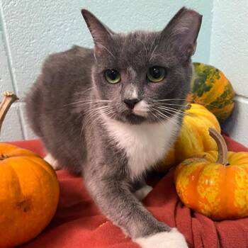 Leandra -  Domestic Short Hair Cat for Adoption in New York, New York - Leandra | PetCurious