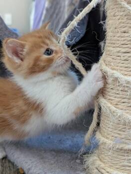 Bubbles -  Domestic Short Hair Cat for Adoption in Adrian, Michigan - Bubbles | PetCurious