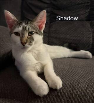 Tabby Cats Available for Adoption - Shadow | PetCurious