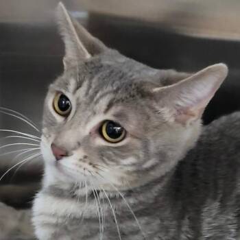 Domestic Short Hair Cats Available for Adoption - Sketch | PetCurious