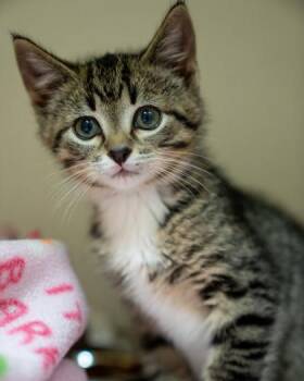 Sarge -  Domestic Short Hair Cat for Adoption in Pequot Lakes, Minnesota - Sarge | PetCurious