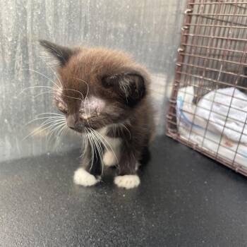Domestic Short Hair Cats Available for Adoption in San Antonio, Texas - MR. UNIVERSE | PetCurious