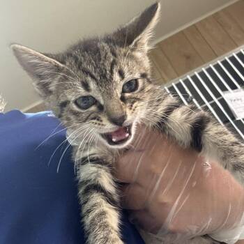 Gorgug -  Domestic Short Hair Cat for Adoption in Leander, Texas - Gorgug | PetCurious