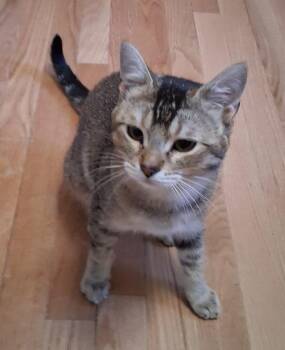 Kiwis -  Domestic Short Hair Cat for Adoption in Anchorage, Alaska - Kiwis | PetCurious