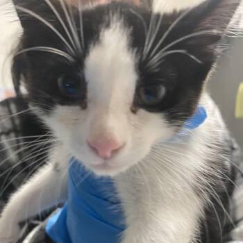 Sylvester -  Domestic Medium Hair Cat for Adoption in Charleston, West Virginia - Sylvester | PetCurious