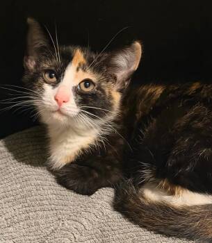 Berry -  Calico Cat for Adoption in Calera, Alabama - Berry | PetCurious