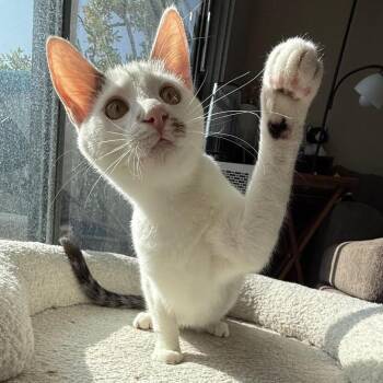 Domestic Short Hair Cats Available for Adoption - Ham | PetCurious