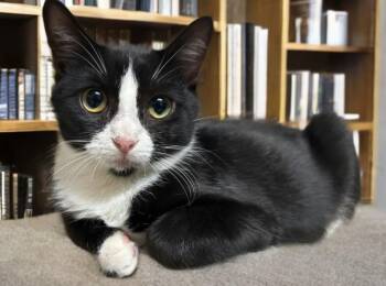 Domestic Short Hair Cats Available for Adoption in Houston, Texas - Elvira | PetCurious