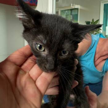 Alundra Blayze -  Domestic Short Hair Cat for Adoption in West Des Moines, Iowa - Alundra Blayze | PetCurious