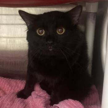 Casper -  Domestic Long Hair and Domestic Short Hair Cat for Adoption in Cincinnati, Ohio - Casper | PetCurious