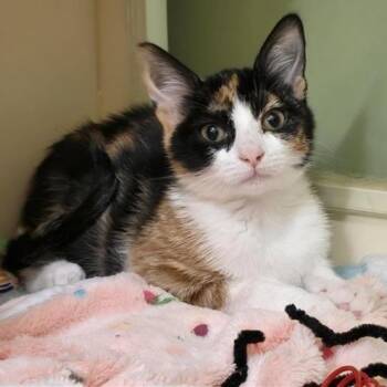 Maldives -  Domestic Short Hair Cat for Adoption in Prince Frederick, Maryland - Maldives | PetCurious