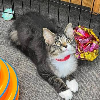 Fluffercup -  Domestic Short Hair Cat for Adoption in Buffalo, New York - Fluffercup | PetCurious
