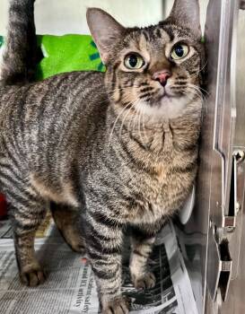 Rescue Domestic Short Hair Cats for Adoption in Cincinnati, Ohio - Futuristic Funk | PetCurious
