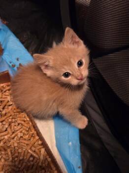 Domestic Short Hair Cats Available for Adoption in Camden, South Carolina - Bailiff (available For Pre-adoption) | PetCurious